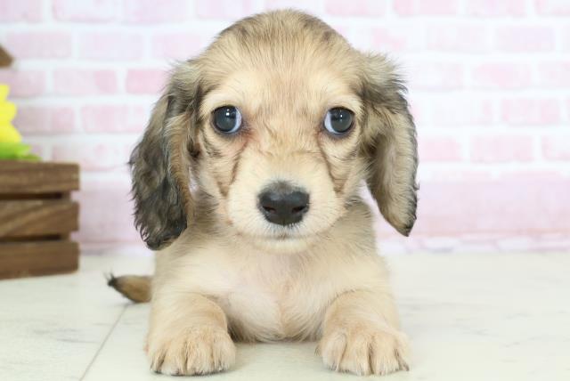 福岡県のミニチュアダックスフンド(ロング) (Coo&RIKU黒崎店/2025年10月26日生まれ/女の子/シェーデットイエロー)の子犬の1枚目の画像