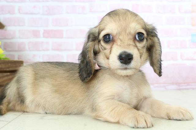 福岡県のミニチュアダックスフンド(ロング) (Coo&RIKU黒崎店/2025年10月26日生まれ/女の子/シェーデットイエロー)の子犬の2枚目の画像