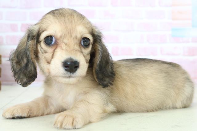 福岡県のミニチュアダックスフンド(ロング) (Coo&RIKU黒崎店/2025年10月26日生まれ/女の子/シェーデットイエロー)の子犬の3枚目の画像