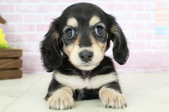 鹿児島県のミニチュアダックスフンド(ロング) (Coo&RIKU鹿児島店/2025年10月26日生まれ/女の子/ブラックイエロー)の子犬の1枚目の画像