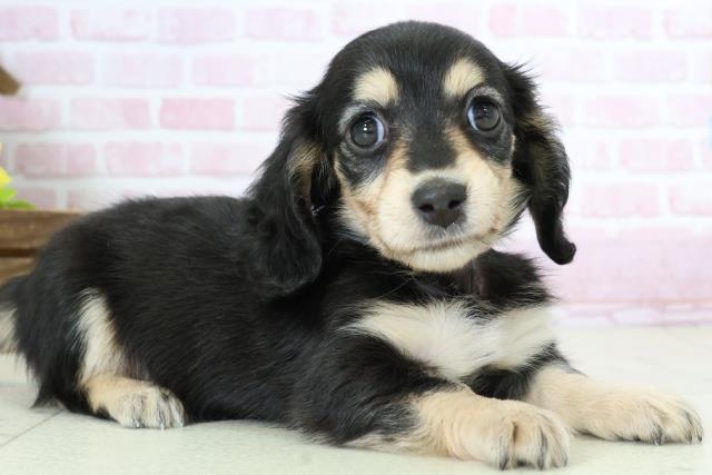 鹿児島県のミニチュアダックスフンド(ロング) (Coo&RIKU鹿児島店/2025年10月26日生まれ/女の子/ブラックイエロー)の子犬の2枚目の画像