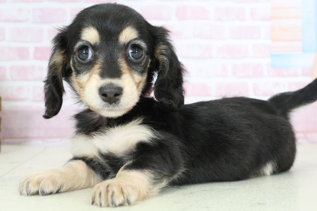 鹿児島県のミニチュアダックスフンド(ロング) (Coo&RIKU鹿児島店/2025年10月26日生まれ/女の子/ブラックイエロー)の子犬の3枚目の画像