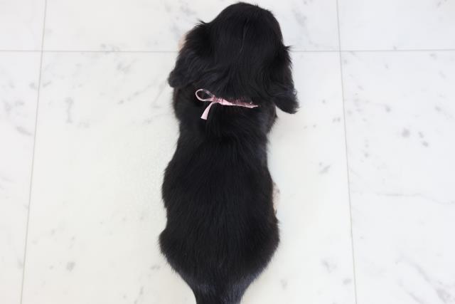 鹿児島県のミニチュアダックスフンド(ロング) (Coo&RIKU鹿児島店/2025年10月26日生まれ/女の子/ブラックイエロー)の子犬の4枚目の画像