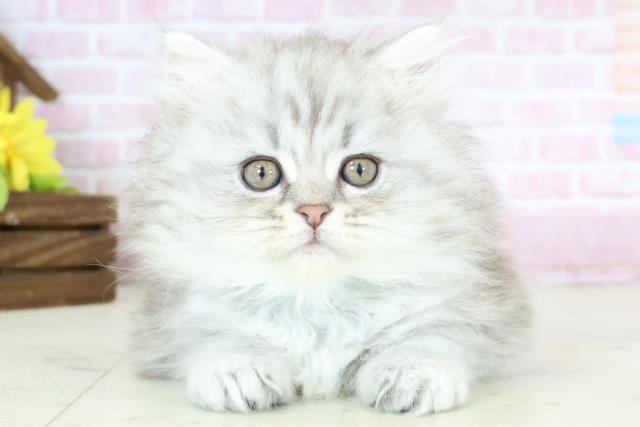 福岡県のサイベリアン (Coo&RIKU福岡西店/2025年10月24日生まれ/男の子/シルバータビー)の子猫の1枚目の画像