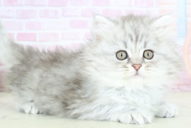 福岡県のサイベリアン (Coo&RIKU福岡西店/2025年10月24日生まれ/男の子/シルバータビー)の子猫の2枚目の画像