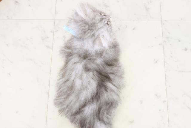 福岡県のサイベリアン (Coo&RIKU福岡西店/2025年10月24日生まれ/男の子/シルバータビー)の子猫の4枚目の画像