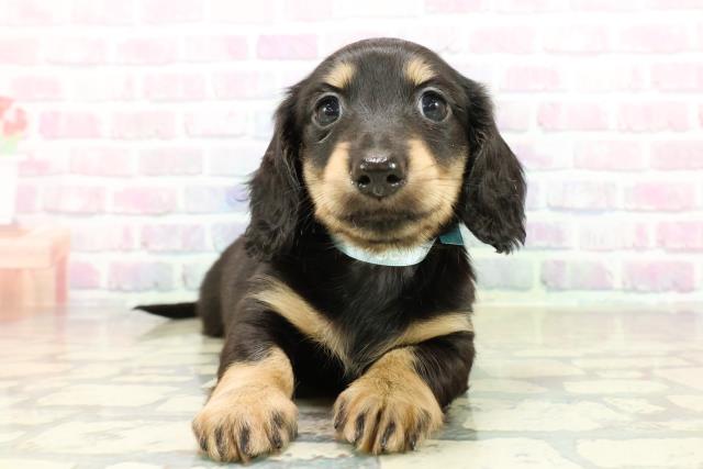 茨城県のミニチュアダックスフンド(ロング) (Coo&RIKUコメリパワーつくば西店/2025年10月26日生まれ/男の子/ブラックイエロー)の子犬の1枚目の画像