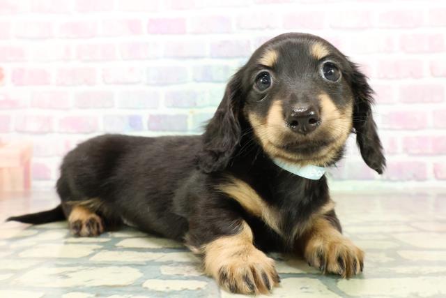 茨城県のミニチュアダックスフンド(ロング) (Coo&RIKUコメリパワーつくば西店/2025年10月26日生まれ/男の子/ブラックイエロー)の子犬の3枚目の画像