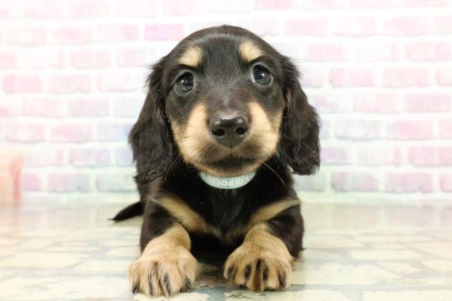 愛知県のミニチュアダックスフンド(ロング) (Coo&RIKU名古屋みなと店/2025年10月26日生まれ/男の子/ブラックイエロー)の子犬の1枚目の画像