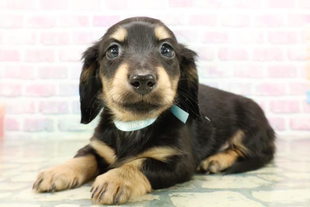 愛知県のミニチュアダックスフンド(ロング) (Coo&RIKU名古屋みなと店/2025年10月26日生まれ/男の子/ブラックイエロー)の子犬の2枚目の画像