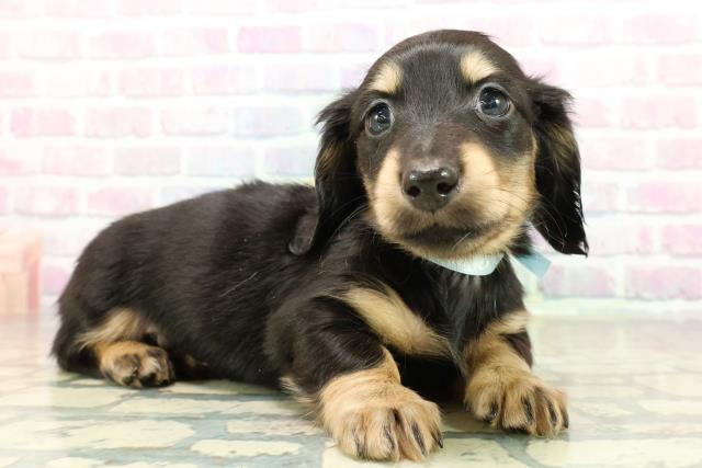 愛知県のミニチュアダックスフンド(ロング) (Coo&RIKU名古屋みなと店/2025年10月26日生まれ/男の子/ブラックイエロー)の子犬の3枚目の画像