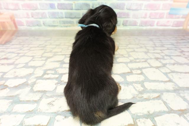 愛知県のミニチュアダックスフンド(ロング) (Coo&RIKU名古屋みなと店/2025年10月26日生まれ/男の子/ブラックイエロー)の子犬の4枚目の画像