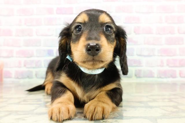 栃木県のミニチュアダックスフンド(ロング) (Coo&RIKUイオンタウン佐野店/2025年10月26日生まれ/男の子/ブラックタン)の子犬の1枚目の画像