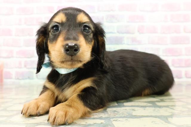 栃木県のミニチュアダックスフンド(ロング) (Coo&RIKUイオンタウン佐野店/2025年10月26日生まれ/男の子/ブラックタン)の子犬の2枚目の画像