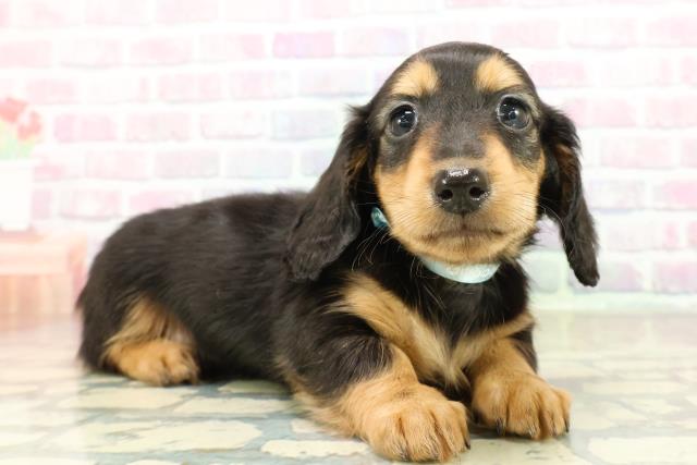 栃木県のミニチュアダックスフンド(ロング) (Coo&RIKUイオンタウン佐野店/2025年10月26日生まれ/男の子/ブラックタン)の子犬の3枚目の画像