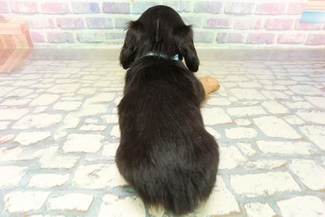 栃木県のミニチュアダックスフンド(ロング) (Coo&RIKUイオンタウン佐野店/2025年10月26日生まれ/男の子/ブラックタン)の子犬の4枚目の画像