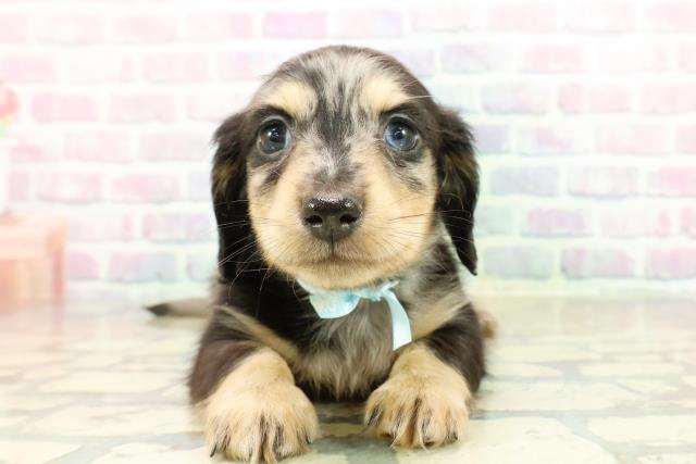 埼玉県のミニチュアダックスフンド(ロング) (Coo&RIKU岩槻店/2025年10月26日生まれ/男の子/シルバーダップル)の子犬の1枚目の画像