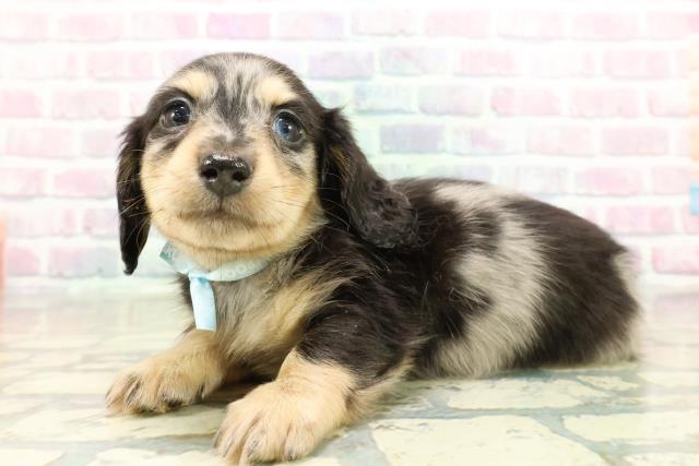 埼玉県のミニチュアダックスフンド(ロング) (Coo&RIKU岩槻店/2025年10月26日生まれ/男の子/シルバーダップル)の子犬の2枚目の画像