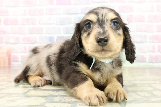 埼玉県のミニチュアダックスフンド(ロング) (Coo&RIKU岩槻店/2025年10月26日生まれ/男の子/シルバーダップル)の子犬の3枚目の画像