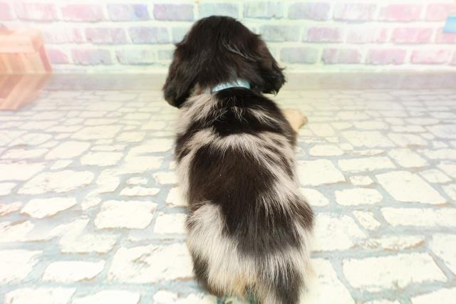 埼玉県のミニチュアダックスフンド(ロング) (Coo&RIKU岩槻店/2025年10月26日生まれ/男の子/シルバーダップル)の子犬の4枚目の画像