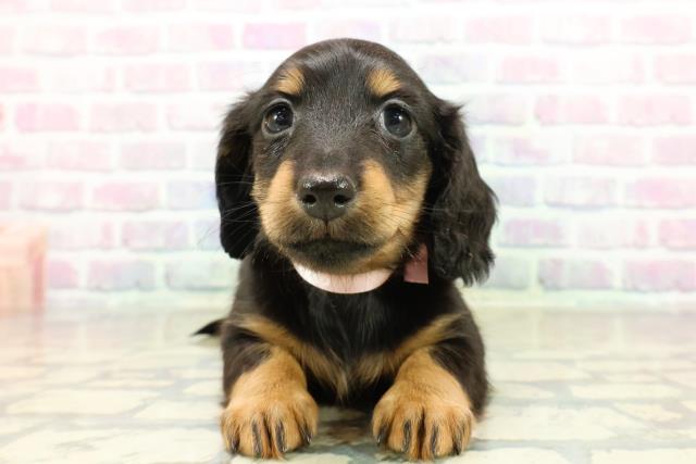 埼玉県のミニチュアダックスフンド(ロング) (Coo&RIKUヤオコー幸手店/2025年10月26日生まれ/女の子/ブラックタン)の子犬の1枚目の画像