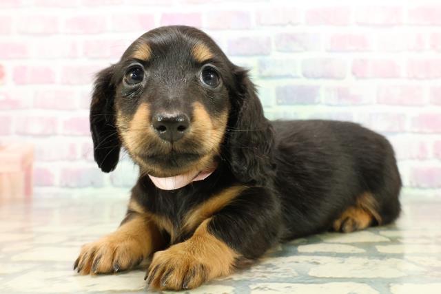 埼玉県のミニチュアダックスフンド(ロング) (Coo&RIKUヤオコー幸手店/2025年10月26日生まれ/女の子/ブラックタン)の子犬の2枚目の画像