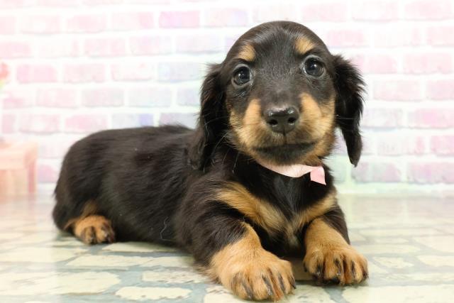 埼玉県のミニチュアダックスフンド(ロング) (Coo&RIKUヤオコー幸手店/2025年10月26日生まれ/女の子/ブラックタン)の子犬の3枚目の画像