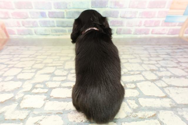 埼玉県のミニチュアダックスフンド(ロング) (Coo&RIKUヤオコー幸手店/2025年10月26日生まれ/女の子/ブラックタン)の子犬の4枚目の画像