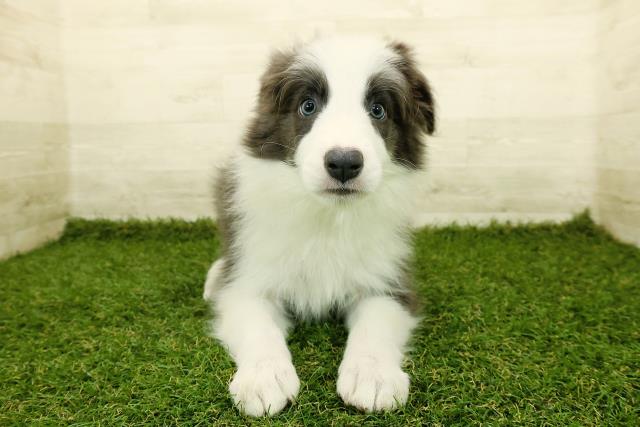 沖縄県のボーダーコリー (Coo&RIKU沖縄浦添店/2025年10月23日生まれ/男の子/ブルーホワイト)の子犬の1枚目の画像