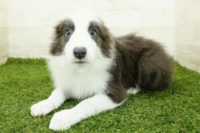 沖縄県のボーダーコリー (Coo&RIKU沖縄浦添店/2025年10月23日生まれ/男の子/ブルーホワイト)の子犬の2枚目の画像