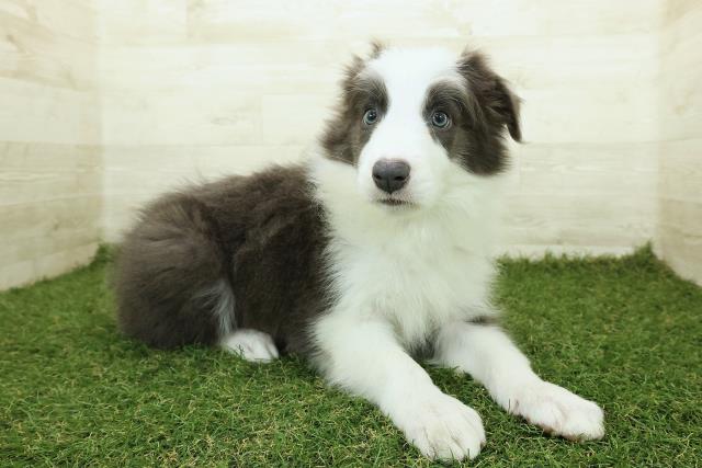 沖縄県のボーダーコリー (Coo&RIKU沖縄浦添店/2025年10月23日生まれ/男の子/ブルーホワイト)の子犬の3枚目の画像