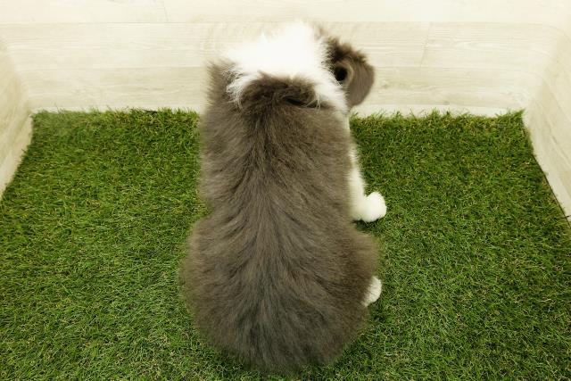 沖縄県のボーダーコリー (Coo&RIKU沖縄浦添店/2025年10月23日生まれ/男の子/ブルーホワイト)の子犬の4枚目の画像