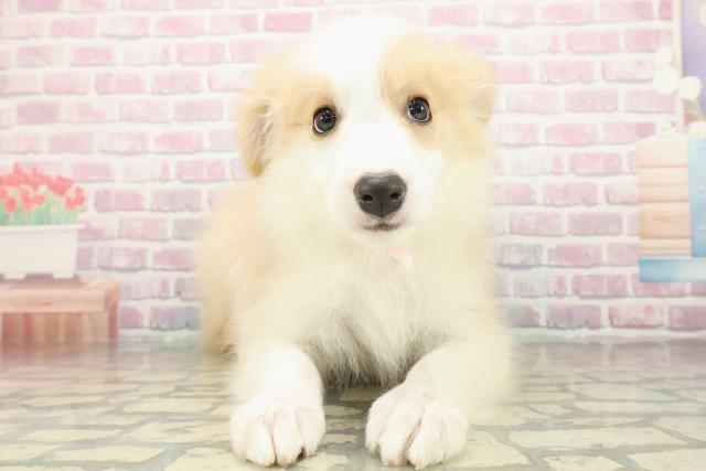 三重県のボーダーコリー (Coo&RIKU津高茶屋店/2025年10月23日生まれ/女の子/レッドホワイト)の子犬の1枚目の画像