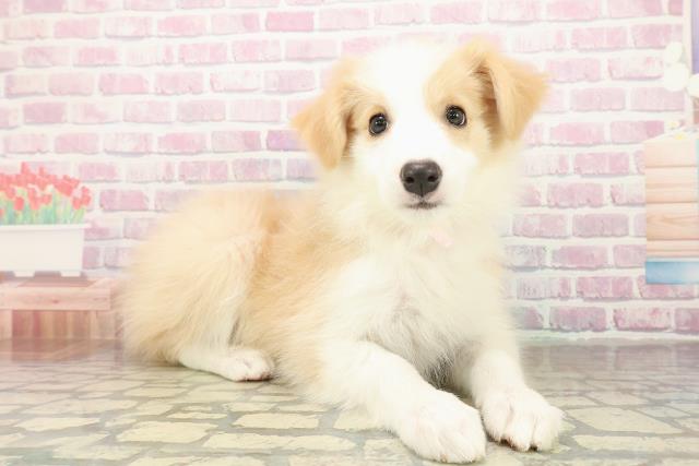 三重県のボーダーコリー (Coo&RIKU津高茶屋店/2025年10月23日生まれ/女の子/レッドホワイト)の子犬の3枚目の画像