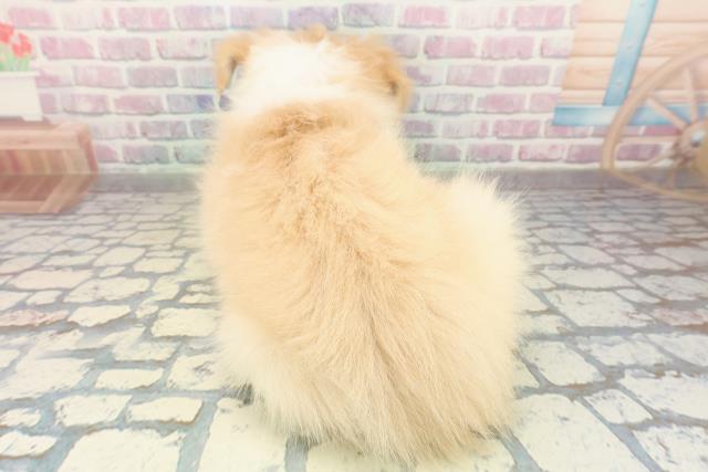 三重県のボーダーコリー (Coo&RIKU津高茶屋店/2025年10月23日生まれ/女の子/レッドホワイト)の子犬の4枚目の画像