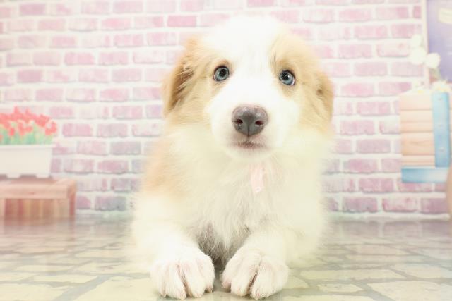 北海道のボーダーコリー (Coo&RIKU札幌東店/2025年10月23日生まれ/女の子/レッドホワイト)の子犬の1枚目の画像