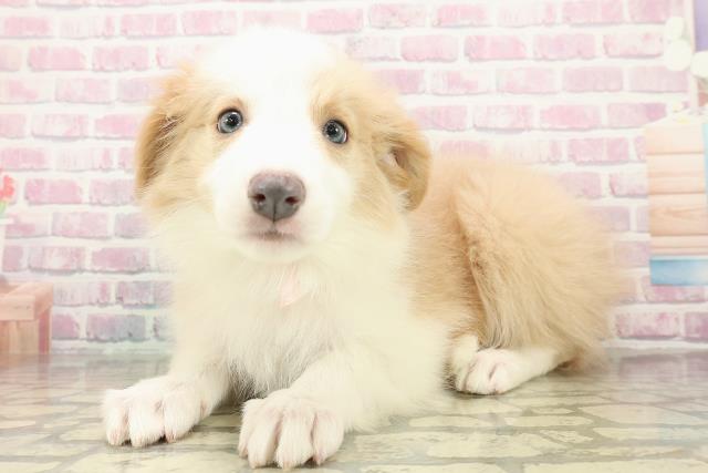 北海道のボーダーコリー (Coo&RIKU札幌東店/2025年10月23日生まれ/女の子/レッドホワイト)の子犬の2枚目の画像