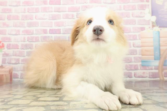 北海道のボーダーコリー (Coo&RIKU札幌東店/2025年10月23日生まれ/女の子/レッドホワイト)の子犬の3枚目の画像