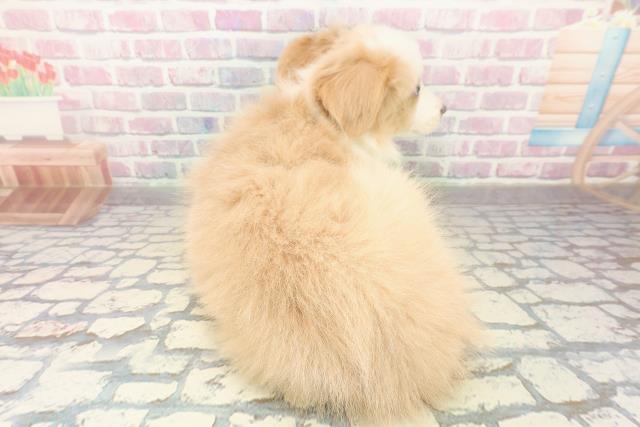 北海道のボーダーコリー (Coo&RIKU札幌東店/2025年10月23日生まれ/女の子/レッドホワイト)の子犬の4枚目の画像