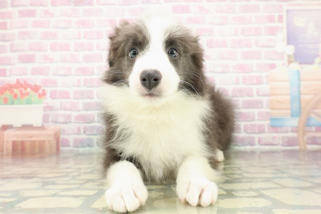 ボーダーコリー