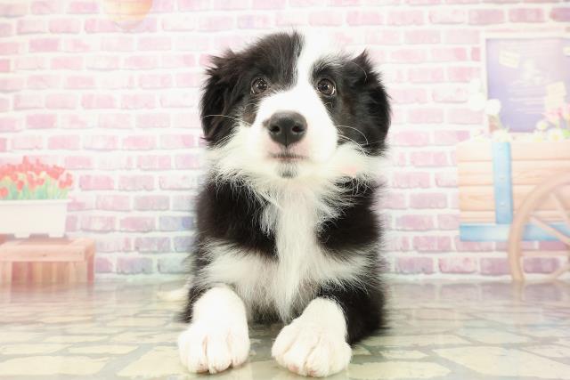 ボーダーコリー