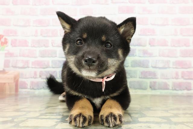 千葉県の豆柴 (Coo&RIKU流山店/2025年10月24日生まれ/女の子/黒)の子犬の1枚目の画像