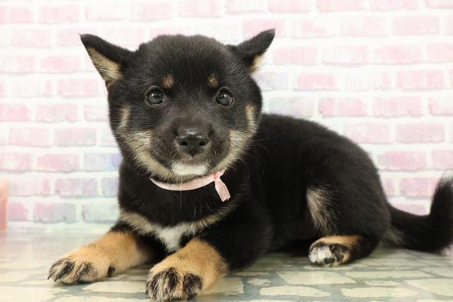 千葉県の豆柴 (Coo&RIKU流山店/2025年10月24日生まれ/女の子/黒)の子犬の2枚目の画像