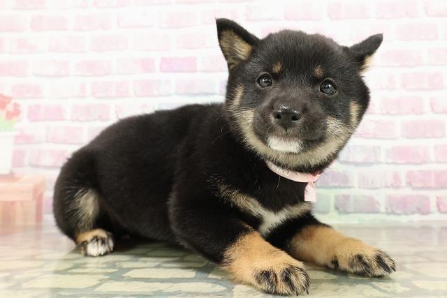 千葉県の豆柴 (Coo&RIKU流山店/2025年10月24日生まれ/女の子/黒)の子犬の3枚目の画像