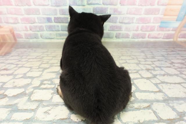 千葉県の豆柴 (Coo&RIKU流山店/2025年10月24日生まれ/女の子/黒)の子犬の4枚目の画像