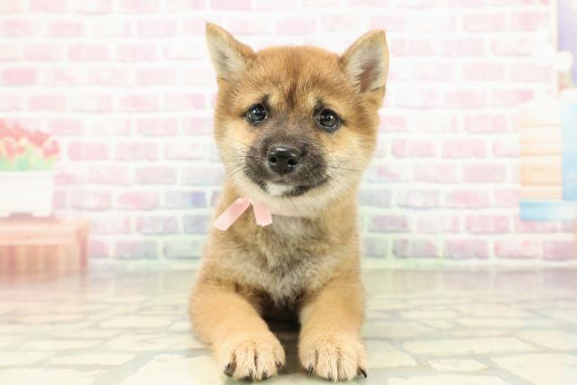 東京都の豆柴 (Coo&RIKU足立本店/2025年10月24日生まれ/女の子/赤)の子犬の1枚目の画像