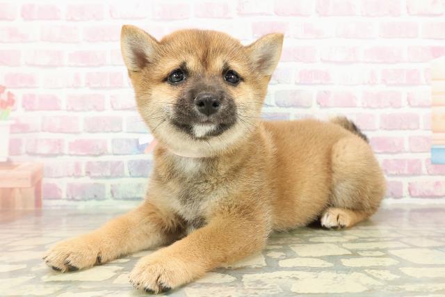 東京都の豆柴 (Coo&RIKU足立本店/2025年10月24日生まれ/女の子/赤)の子犬の2枚目の画像