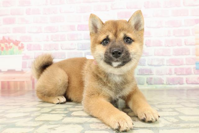 東京都の豆柴 (Coo&RIKU足立本店/2025年10月24日生まれ/女の子/赤)の子犬の3枚目の画像