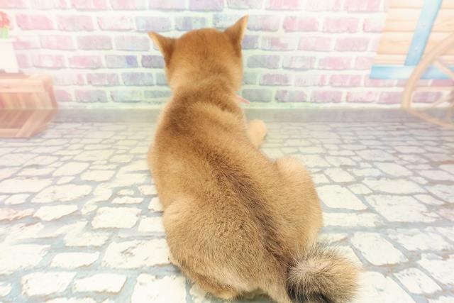 東京都の豆柴 (Coo&RIKU足立本店/2025年10月24日生まれ/女の子/赤)の子犬の4枚目の画像