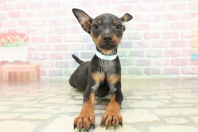 山梨県のミニチュアピンシャー (Coo&RIKU甲府昭和通り店/2025年10月24日生まれ/男の子/ブラックタン)の子犬の1枚目の画像